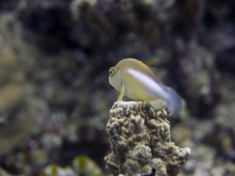 Goby, The Point
